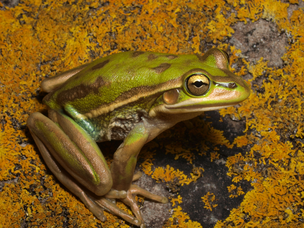 the frog has golden eyes and metallic olive-green skin with speckles sitting on a lichen-covered rock